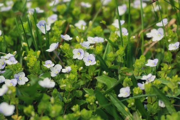 Hierba de primavera y flor en un campo — Foto de Stock