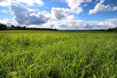 Peyzaj çayır gökyüzü bulut