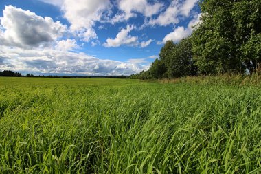 Peyzaj çayır gökyüzü bulut