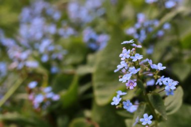 bahar makro yaprak ve çiçek yeni yaşam