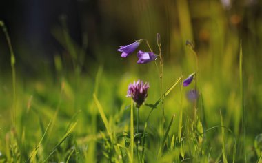 renkli çiçek günbatımı alanında