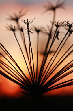 Nordic günbatımı siluet Şubesi