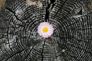 günlük popo daireler kesmek