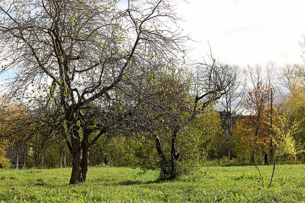 春の木の枝葉の若い都市の公園 — ストック写真