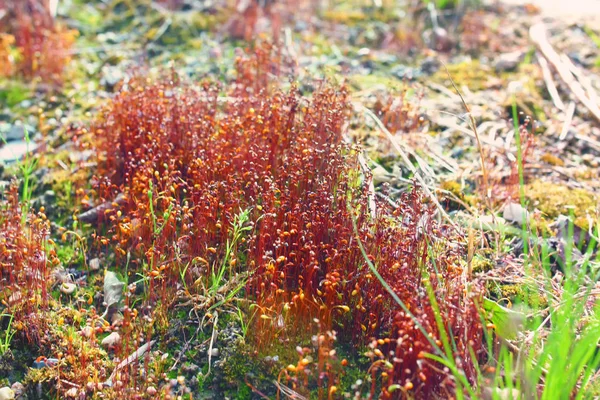 Flower bush beside the road — Stock Photo, Image