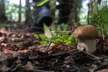 Boletus mantar damla su