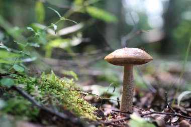 Boletus mantar damla su