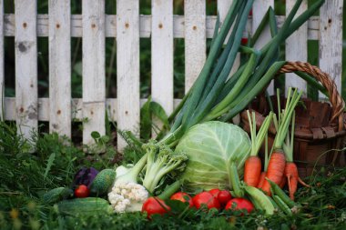 sebze sepeti harvest yılında