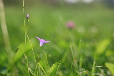 Doğa Çiçek Mor çan