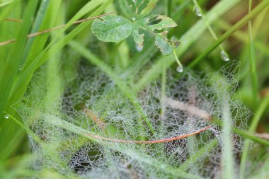 örümcek ağı çiğ damla su