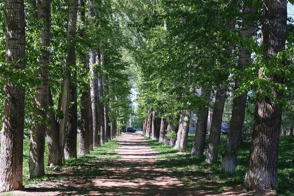 Alley of poplars with blossoming leaves in the middle of spring — Stock Photo, Image