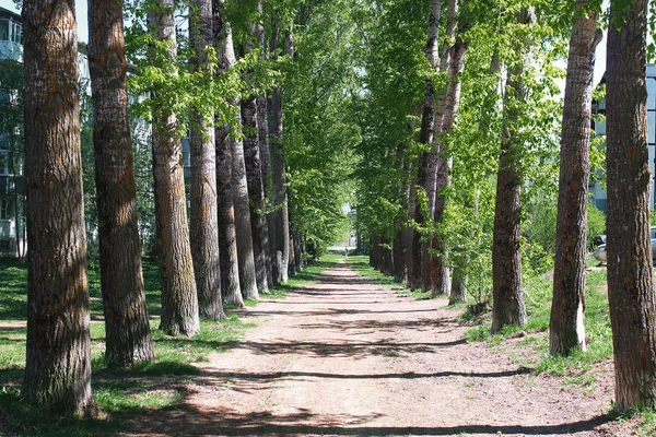 Sokak ortasında bahar çiçek yaprakları ile kavak