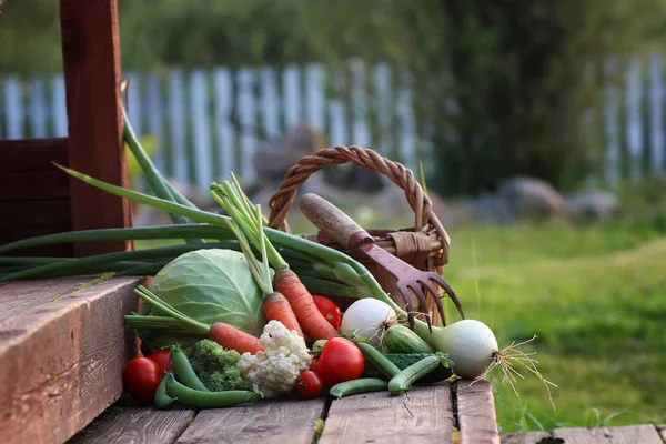 taze sebze hasat doğa açık
