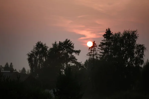 Nyári naplementében fa — Stock Fotó