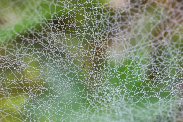 Spinnweben Tautropfen Wasser — Stockfoto