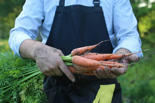 havuç hasat bir elinde tutan bahçıvan adam
