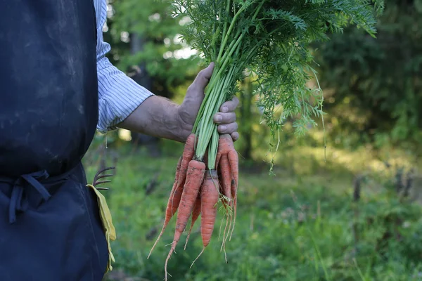 Tukang kebun memegang wortel panen di tangan — Stok Foto