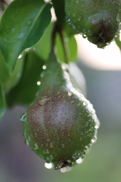 Fruta de pera en la gota de lluvia rama de árbol —  Fotos de Stock