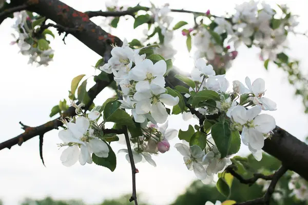 Pommier à fleurs blanc vif — Photo