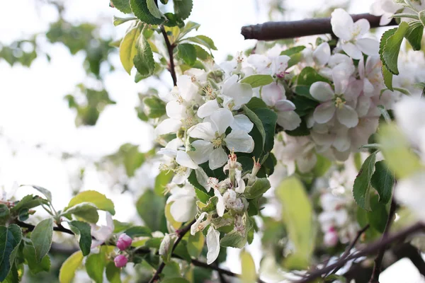 Pommier à fleurs blanc vif — Photo