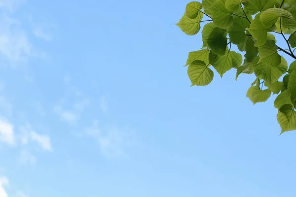 Feuilles fraîches vertes des arbres sur ciel bleu clair — Photo