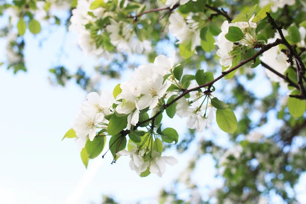 Blühender Apfelbaum mit leuchtend weißen Blüten — Stockfoto