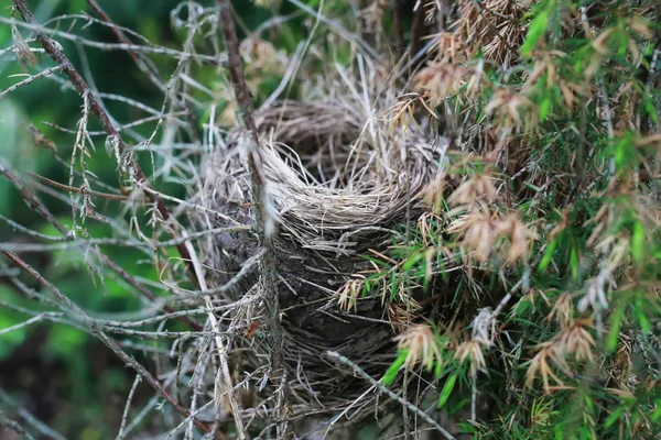 Het nest van de vogel in de natuur — Stockfoto