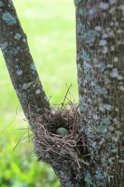 自然の中の鳥の巣 — ストック写真