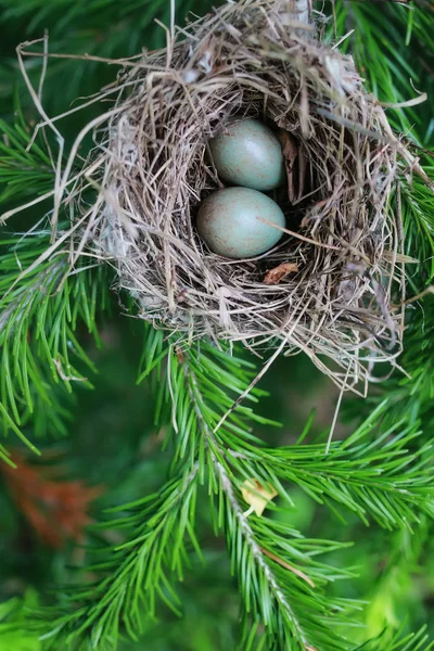在大自然中的鸟巢 — 图库照片