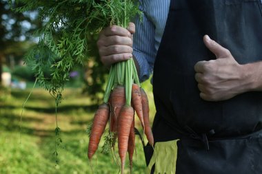 havuç hasat bir elinde tutan bahçıvan adam