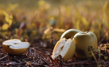 Yeşil elma hasat yerdeki açık