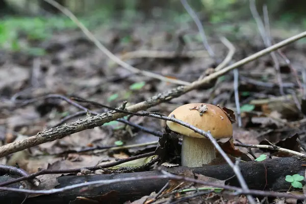 Boletus mantar damla su