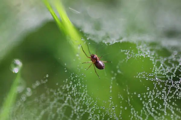 örümcek ağı çiğ damla su