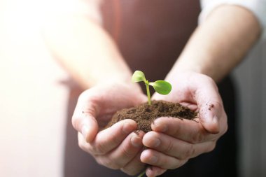 adam el avuç içi Filiz tutarak üzerinde güneş ışığı