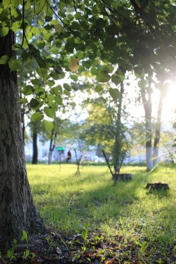 Park yaprak güneş