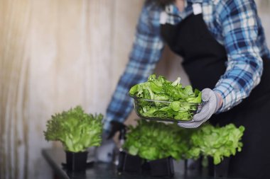 Önlüklü ve eldivenli sakallı adamın elinde bir kase taze yeşil S var.