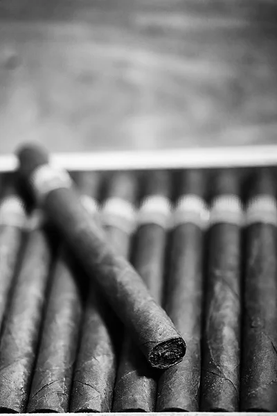 Monochrome photo of large wooden box of cigars handmade Cuban — Stock Photo, Image