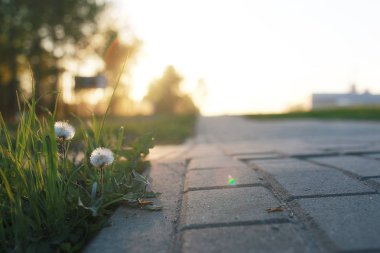 gün batımında kaldırım taşı ile büyüyen çiçek