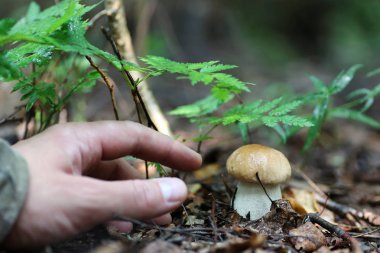 Boletus mantar adam