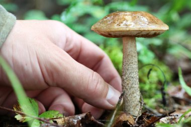 Boletus mantar adam