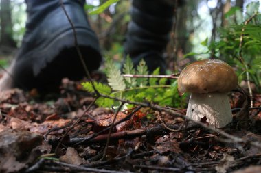 Boletus mantar adam