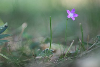 Mor çan niteliğine