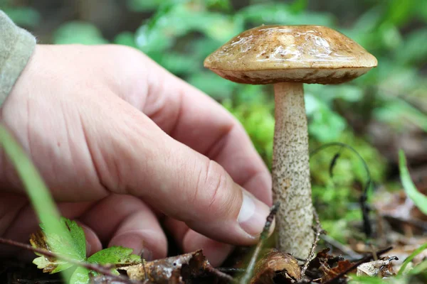 Boletus mantar adam