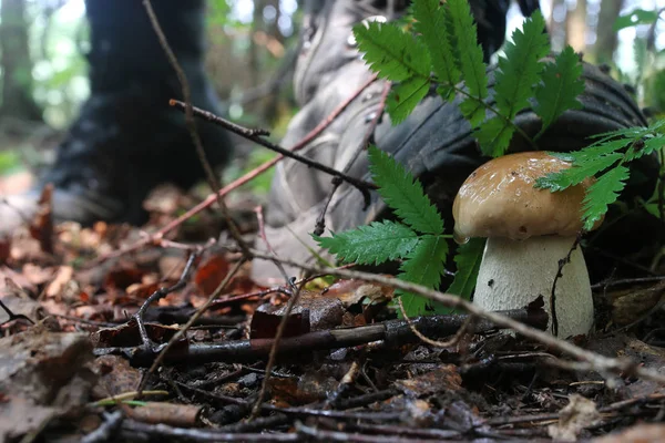 Boletus mantar adam