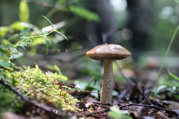 Boletus mantar damla su