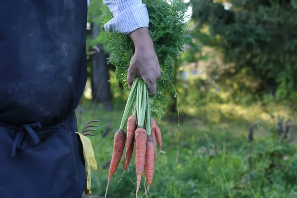 havuç hasat bir elinde tutan bahçıvan adam