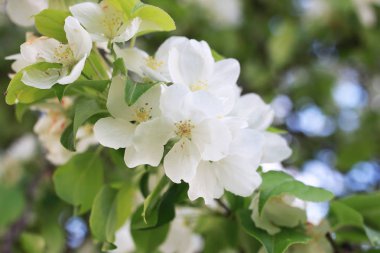 elma ağacı ile parlak beyaz çiçek çiçeklenme