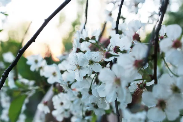 Melo fiorito con fiori bianchi brillanti — Foto Stock