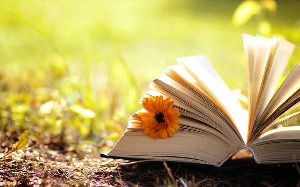 Sarı sonbahar açık kitap