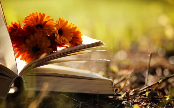 Sarı sonbahar açık kitap